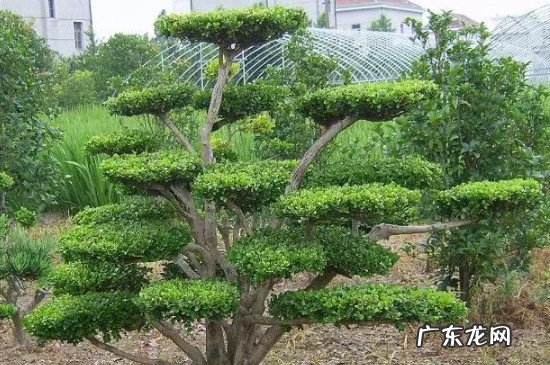 秋天移栽黄杨能活吗 黄杨一年四季都可以移栽吗