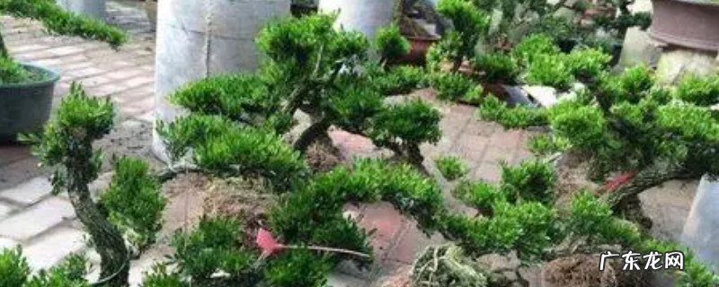 秋天移栽黄杨能活吗 黄杨一年四季都可以移栽吗