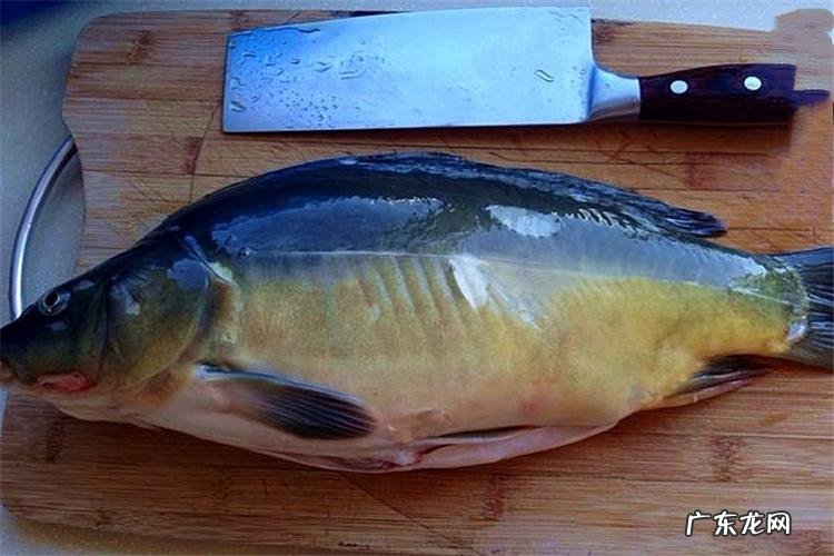无鳞鲤鱼市场价多少钱一斤?听听养殖户怎么说,看完你就明白了