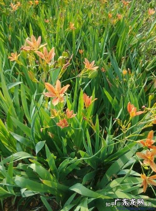 射干的价格多少钱一斤？射干泡水能喝吗,如何种植射干的