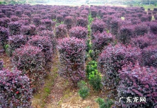 红花继木球规格 红花继木的价格