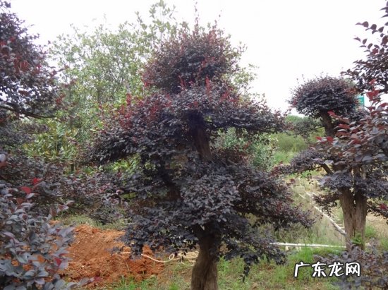 红继木移栽容易成活吗 红继木的养殖方法