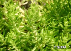 佛甲草价格一平方 佛甲草的价格