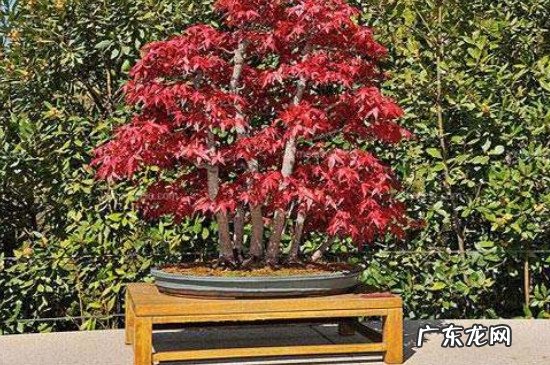 鸡爪槭树怎么养 鸡爪槭的养护方法