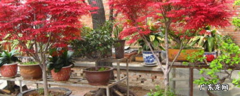 鸡爪槭树怎么养 鸡爪槭的养护方法