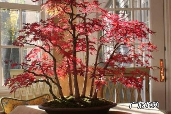 鸡爪槭树怎么养 鸡爪槭的养护方法