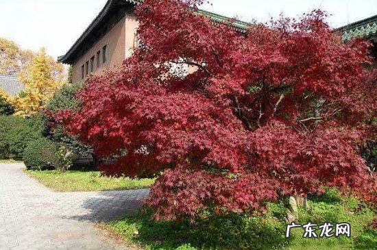 鸡爪槭树怎么养 鸡爪槭的养护方法