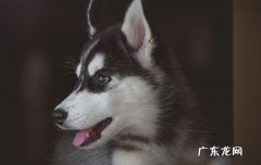 狗狗可以吃牛奶棒冰么 狗狗可以吃雪糕吗