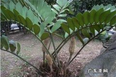 盆景芭蕉叶怎么养 美叶凤尾蕉用什么盆土