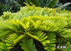芭蕉叶盆栽 美叶凤尾蕉有哪些栽培要领