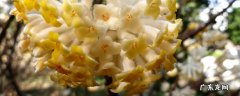 结香花还可以叫什么名字 结香花的叶子是什么形状的