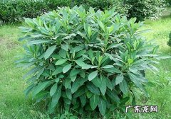 结香怎么养 结香应怎样科学栽培和管理
