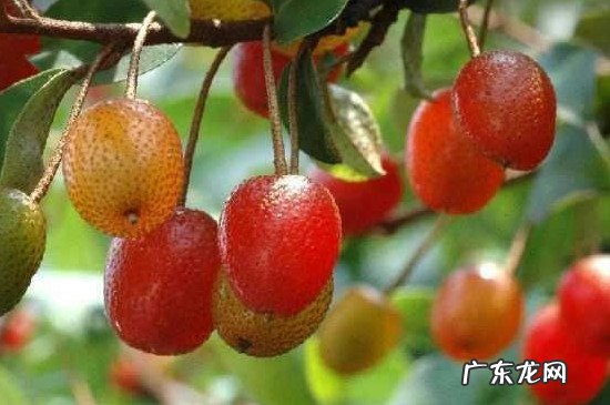 山楂叫什么果 楂子是什么水果