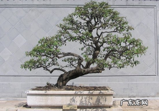 胡颓子冬天会落叶吗 盆栽胡颓子为何只开花不挂果