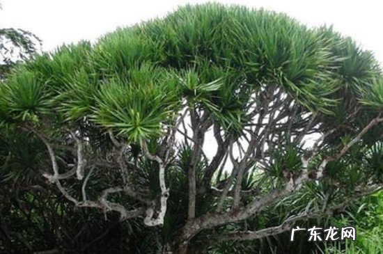 盆景不老松应该怎样养殖 不老松的养殖方法和注意事项
