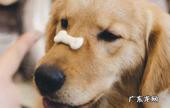 猫咪呕吐白色泡沫粘液 金毛吐白色粘液没精神怎么治疗