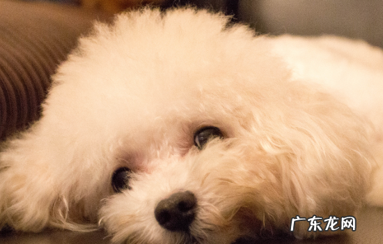 狗狗生几个小时生完 狗生产间隔多久生一只