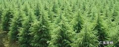 雪花木的养殖方法 雪景木养殖方法和注意事项