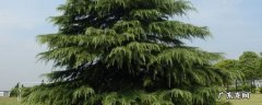 雪松叶的特点和介绍 雪松叶是什么形状的
