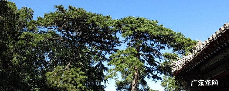 青松是什么类植物 青松是什么植物