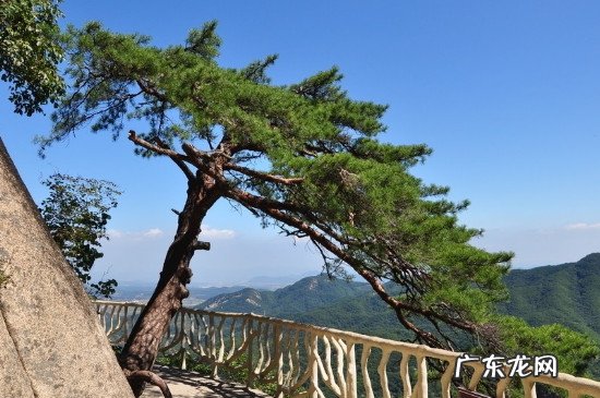 青松是什么类植物 青松是什么植物