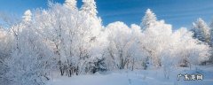 松树裸子还是被子 雪松是被子还是裸子