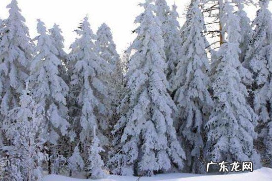 雪松是我国珍稀植物吗 雪松是几级保护植物
