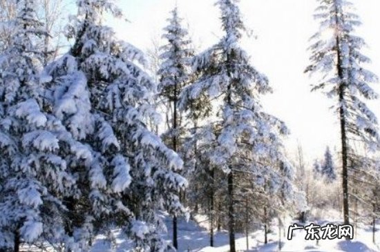 雪松是我国珍稀植物吗 雪松是几级保护植物