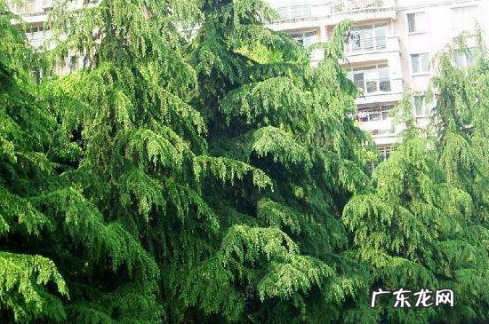 雪松是我国珍稀植物吗 雪松是几级保护植物