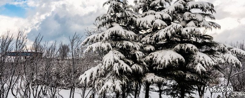 雪松属于木本植物吗 雪松是草本植物还是木本植物