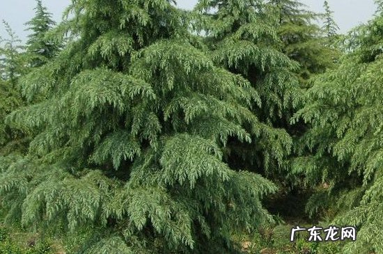 雪松属于木本植物吗 雪松是草本植物还是木本植物