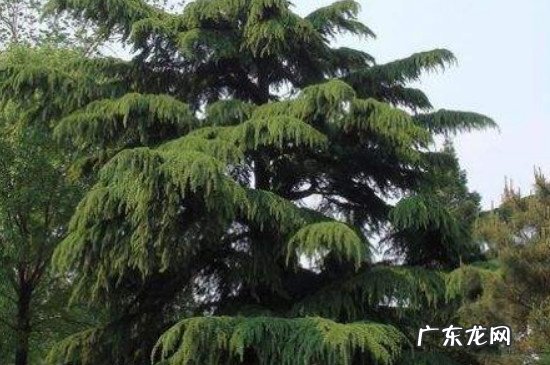雪松属于木本植物吗 雪松是草本植物还是木本植物