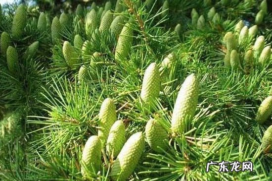 雪松属于木本植物吗 雪松是草本植物还是木本植物