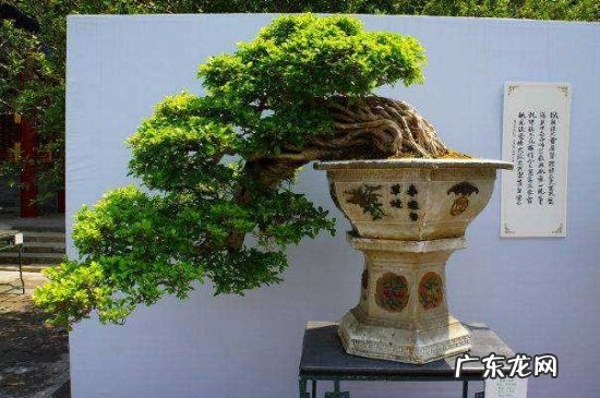 雪松的象征意义和特点 雪松的花语和文化地位
