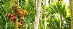 槟榔种植多久可以结果 槟榔树种植几年结果