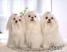 养马尔济斯犬需要准备什么 养马尔济斯犬费钱吗