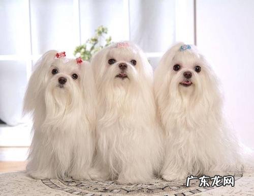 养马尔济斯犬需要准备什么 养马尔济斯犬费钱吗