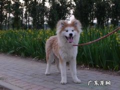 柴犬有长毛和短毛区分吗 长毛秋田为什么不值钱