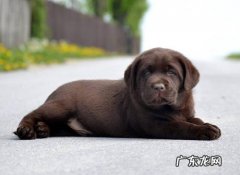 拉布拉多犬咖啡色价格 咖啡色拉布拉多值钱吗