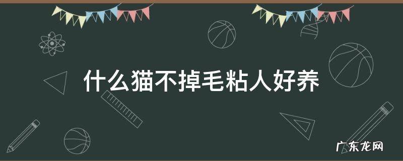 什么猫不掉毛粘人好养