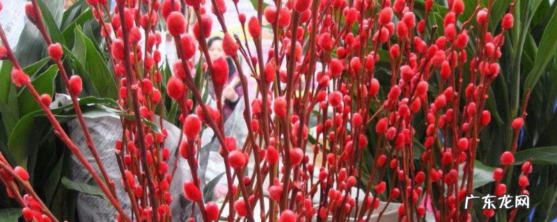 银柳该怎么养 干支银柳怎么养