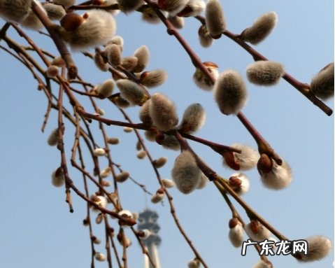 银柳发芽了怎么种 怎样科学繁殖银芽柳