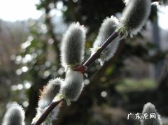 银柳的栽培与管理 怎样科学管理养护银柳