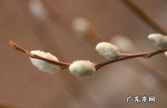怎样使银芽柳洁白如玉