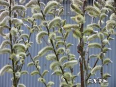 银柳发芽了怎么养 银芽柳栽培养护要诀