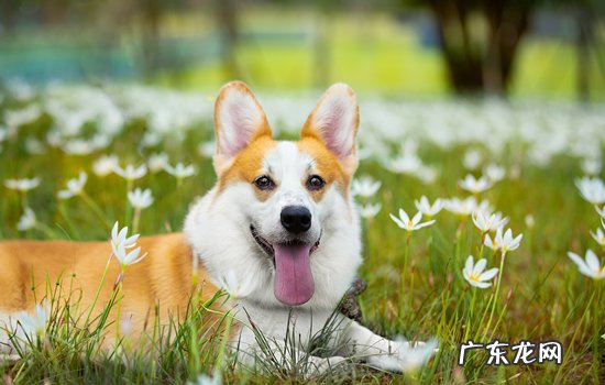 一个月的狗狗养的禁忌 二个月的狗狗养的禁忌柯基