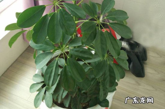 七叶莲适合放在客厅养吗 七叶莲植物适合室内放置吗