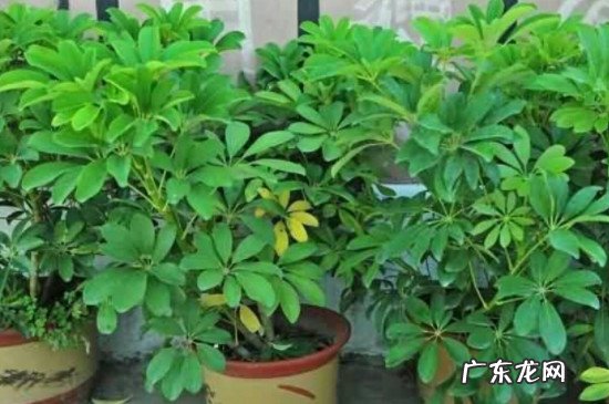 七叶莲适合放在客厅养吗 七叶莲植物适合室内放置吗