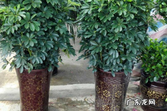 鹅掌木叶子发黑掉落怎么办 鹅掌柴叶子发黑掉落怎么办