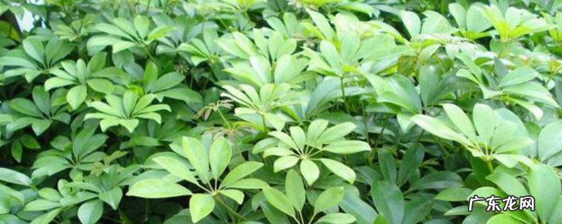 鹅掌柴是招财树吗咋修剪 鹅掌柴是招财树吗